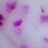 Milky Flower 03 50 мл