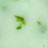 Milky Flower 05 50 мл