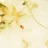 Milk Flower Gel 01