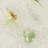 Milk Flower Gel 02