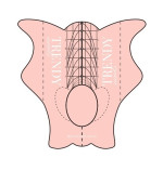Формы-шаблоны для наращивания ногтей TrendyNails 50 ед.