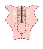 Формы-шаблоны для наращивания ногтей TrendyNails 50 ед.