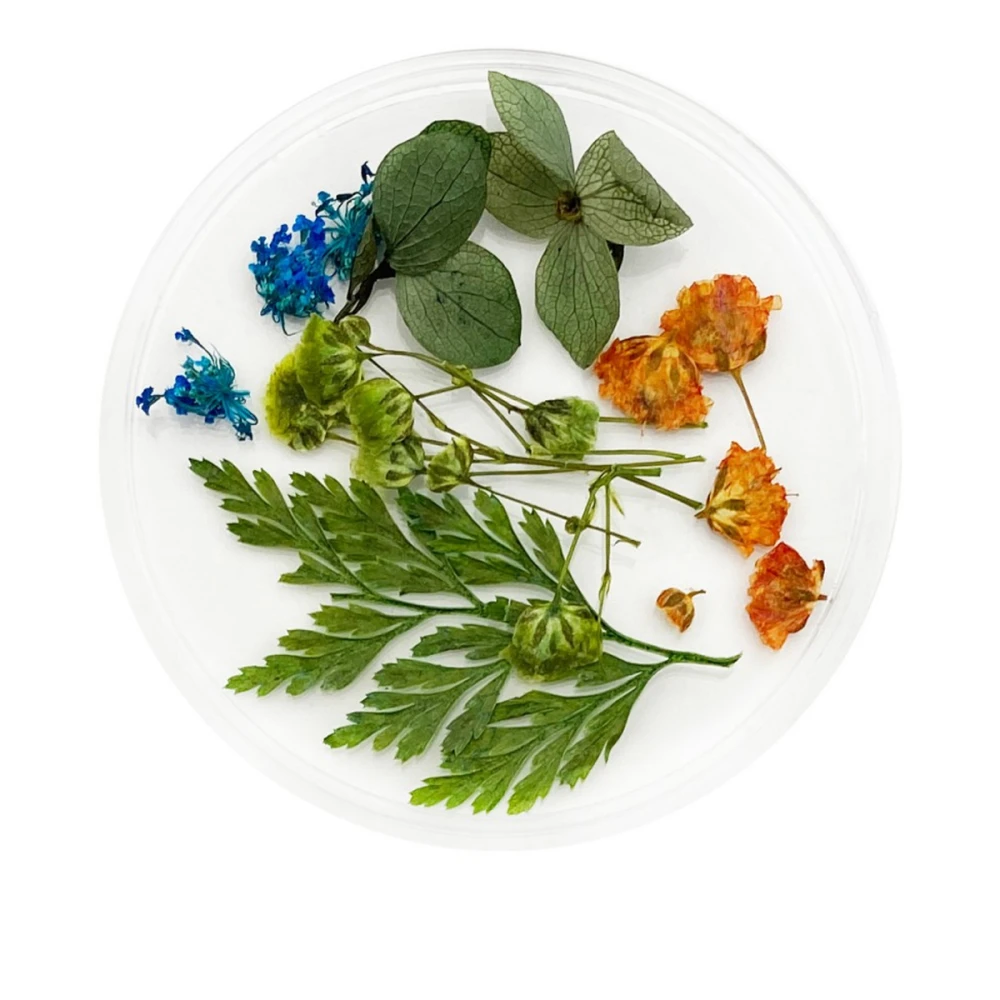 Сухоцветы в плоской баночке Фурман (008)