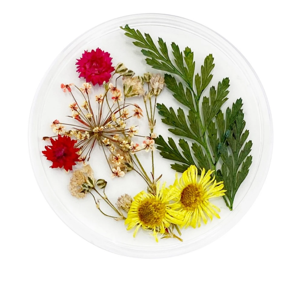 Сухоцветы в плоской баночке Фурман (006)