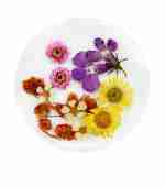 Сухоцветы в плоской баночке Фурман (001)